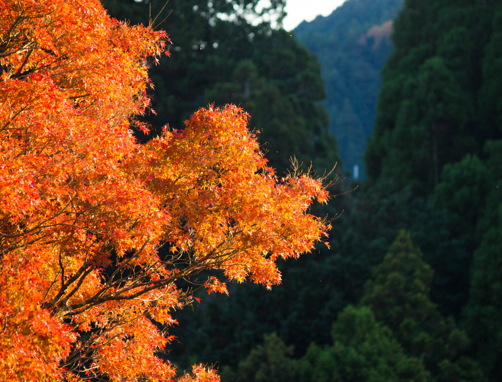 養老渓谷の紅葉♪