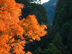 養老渓谷の紅葉♪
