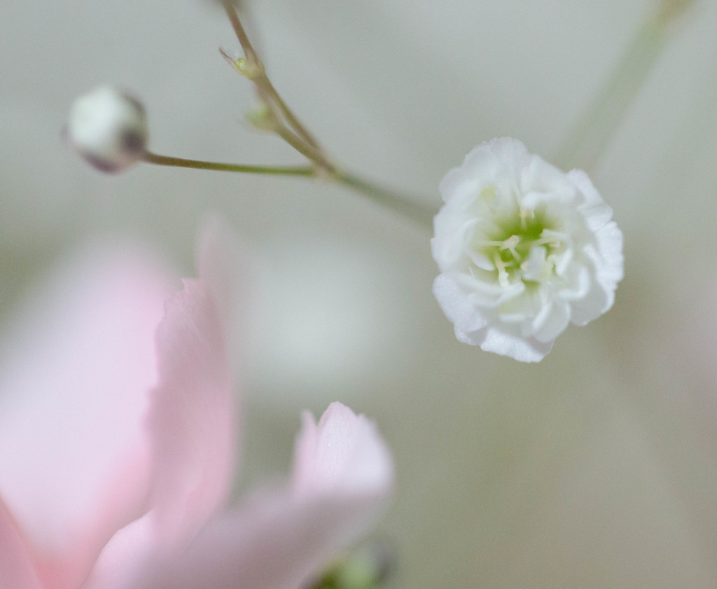 かすみ草の気持ち