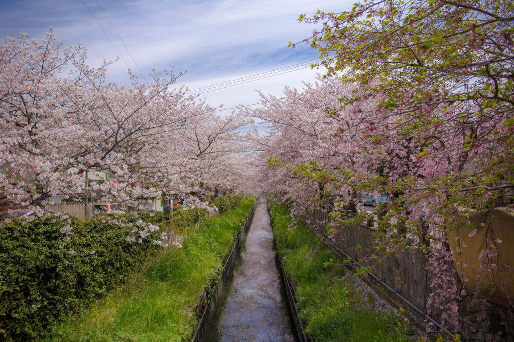 日常の桜