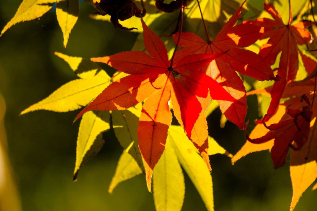 横浜三渓園の紅葉