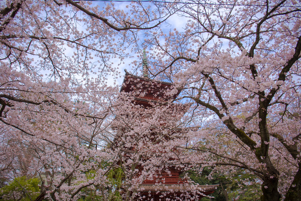 中山法華経寺 五重塔の桜