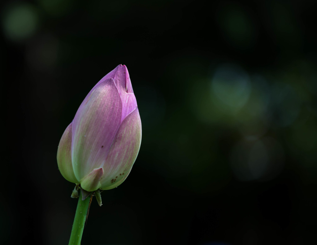 蕾