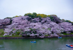 千鳥ヶ淵の桜