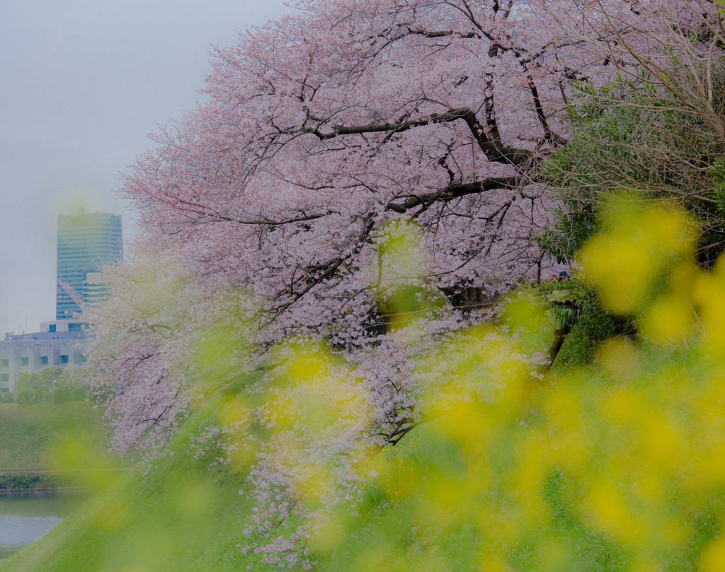 千鳥ヶ淵の桜