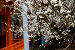 花園神社の梅