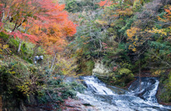 養老渓谷の紅葉♪