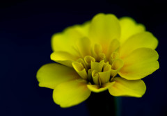黄色い夏の花