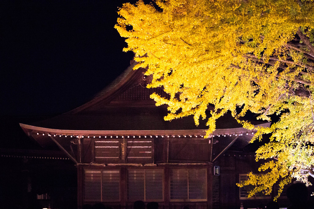 葛飾八幡宮の千本公孫樹のライトアップ