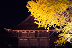 葛飾八幡宮の千本公孫樹のライトアップ