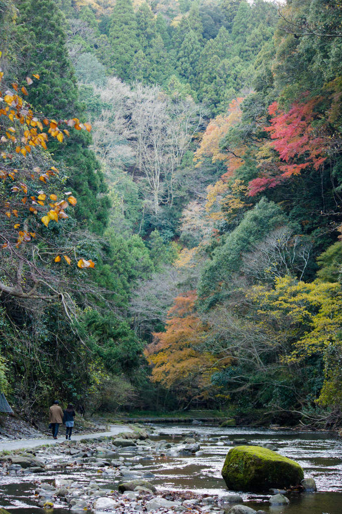 養老渓谷の紅葉♪