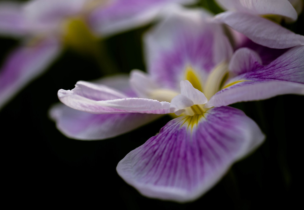 堀切菖蒲園の花菖蒲