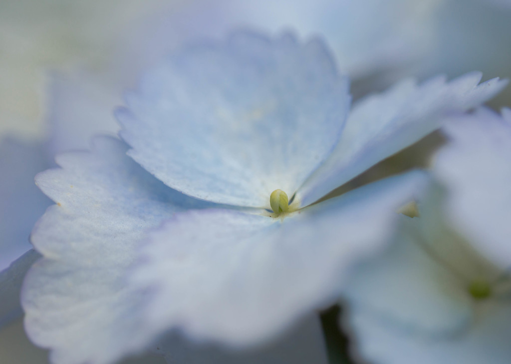 紫陽花