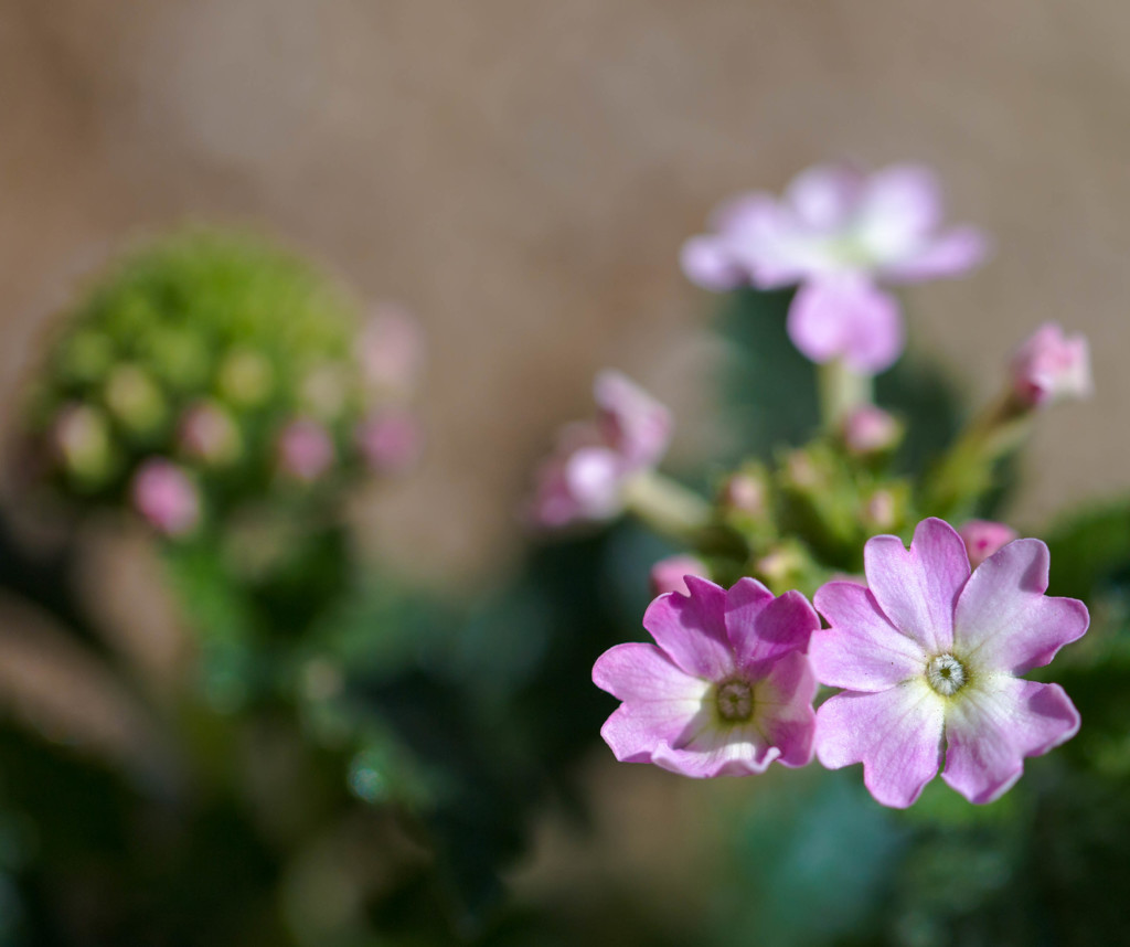 バーベナ ピンクバレエのお花♪