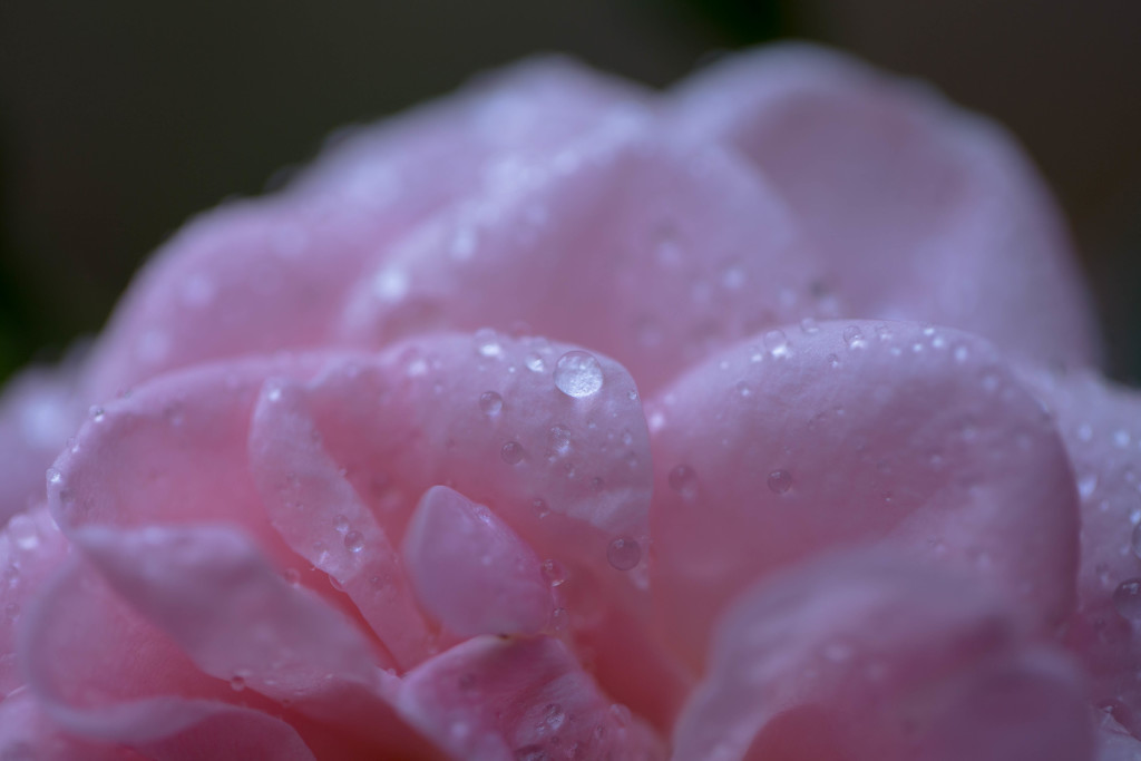 20190504-我が家のミニ薔薇