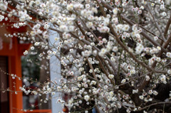 花園神社の梅