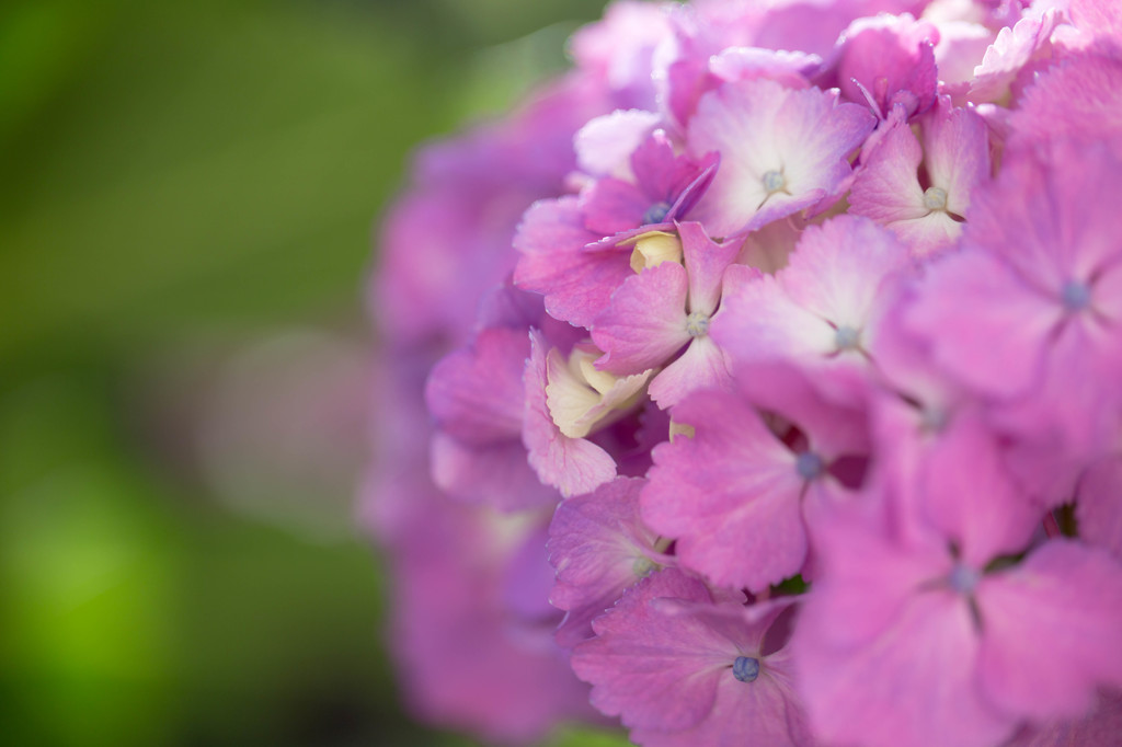 眩しい朝の光に揺れる紫陽花