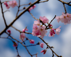 桜もちらほらと♪