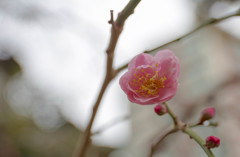 神田明神の梅