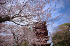 中山法華経寺 五重塔の桜