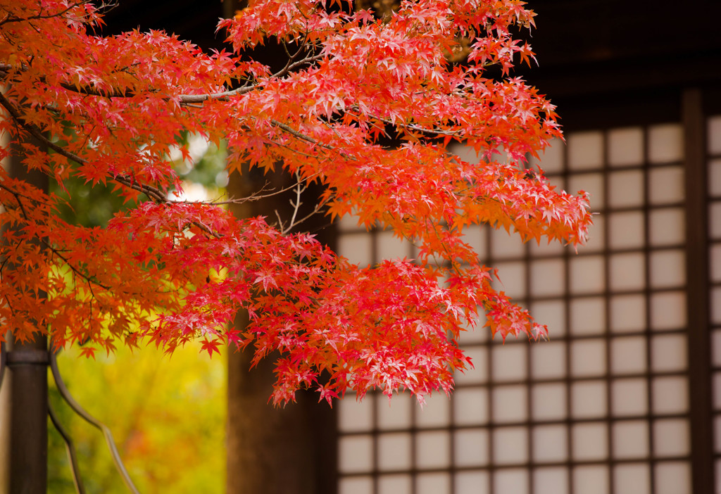 本土寺の秋