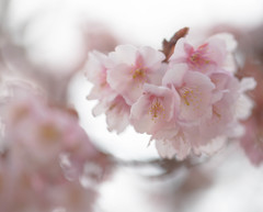 西新井大師の寒桜