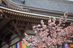 西新井大師の寒桜