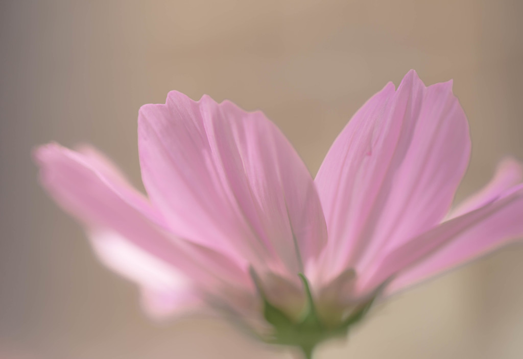 うす紅の秋桜
