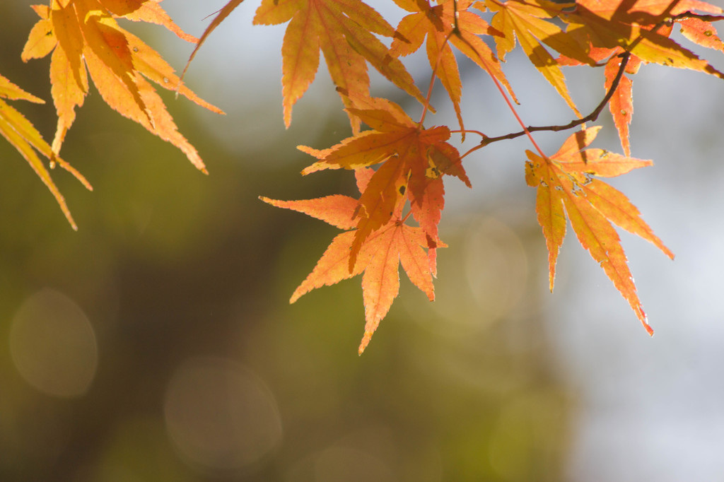 養老渓谷の紅葉♪