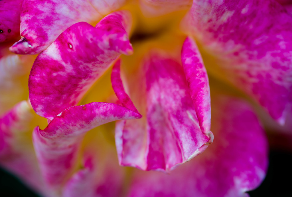 薔薇の花弁