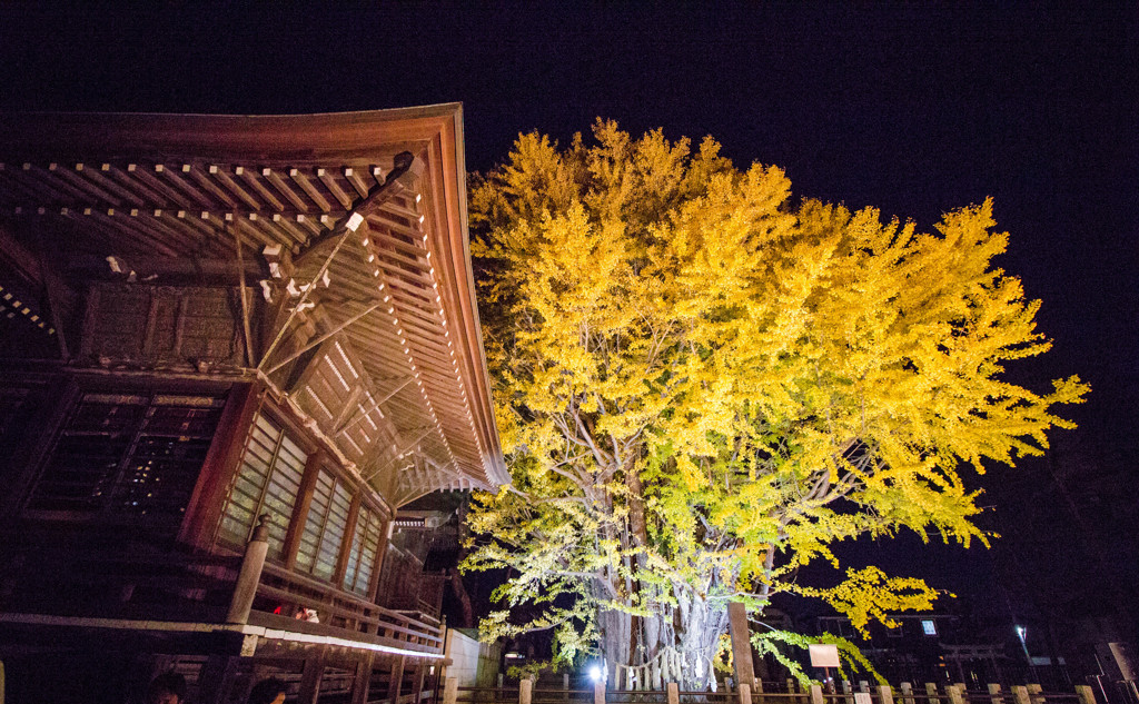 葛飾八幡宮の千本公孫樹ライトアップ