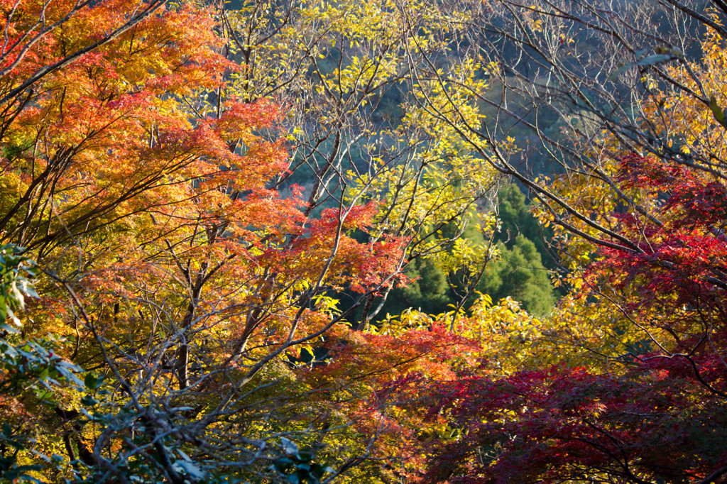 養老渓谷の紅葉♪