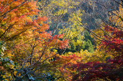 養老渓谷の紅葉♪