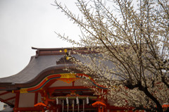 花園神社の梅