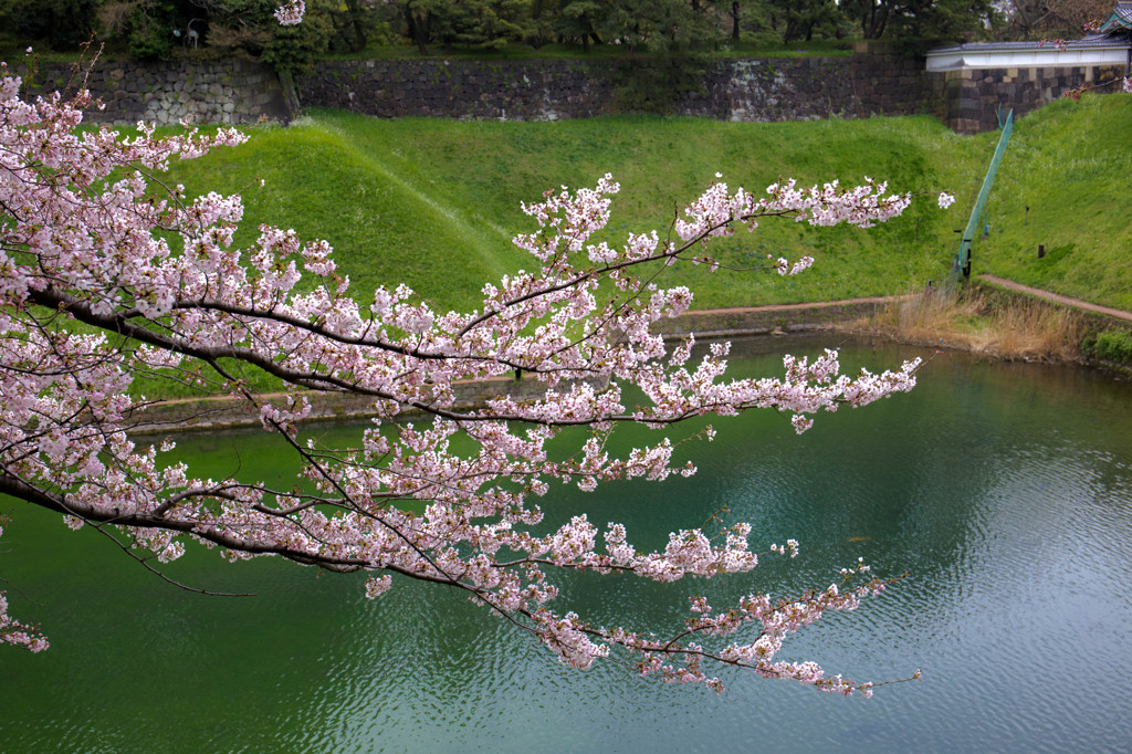 千鳥ヶ淵の桜