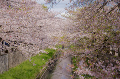 日常の桜