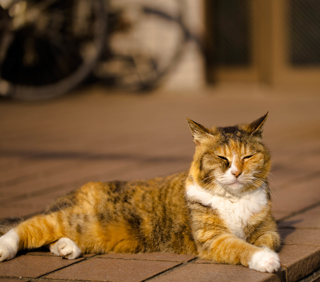 谷根千散歩で出会った猫さん♪