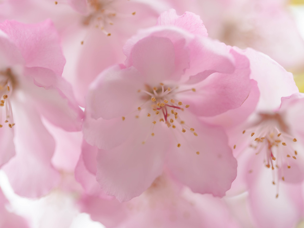 我が家の花海棠