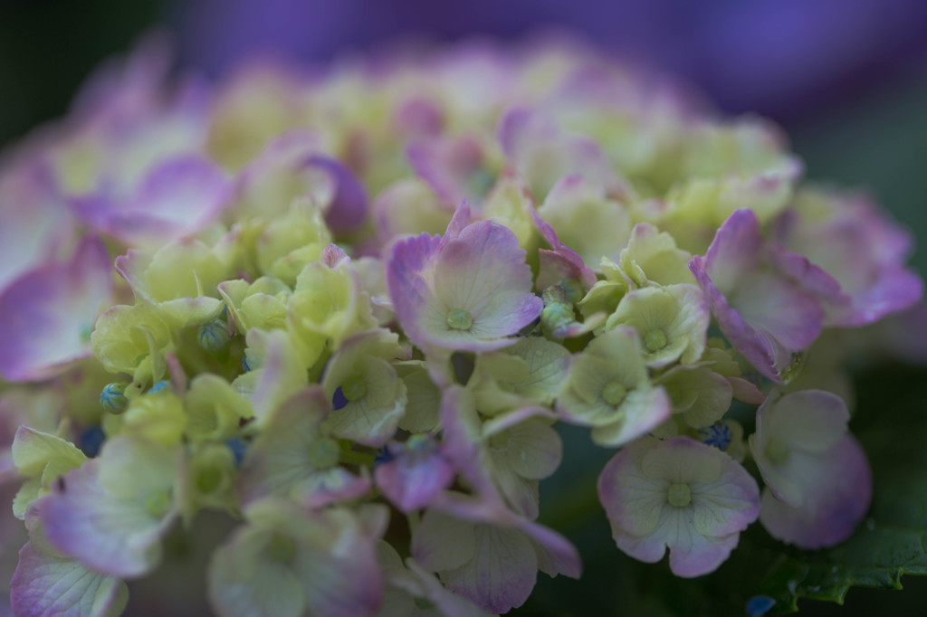 今日の紫陽花