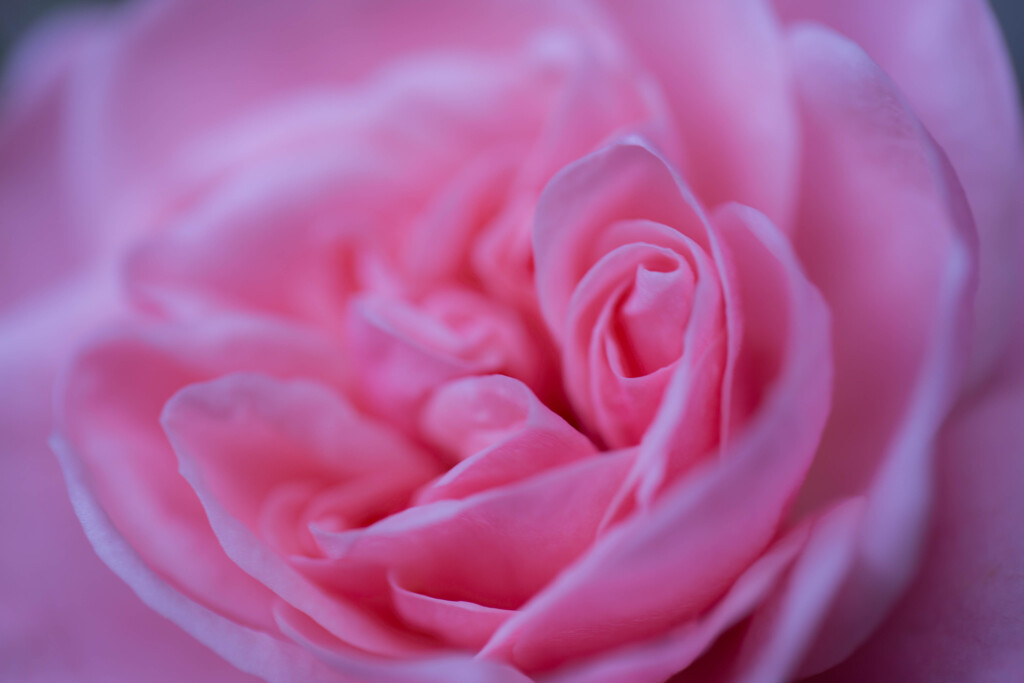 20140416-薔薇が咲いた
