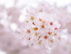 中山法華経寺の桜