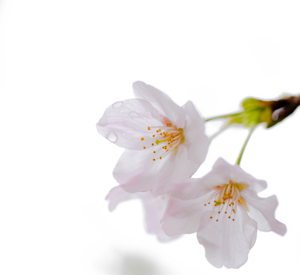 我が家のちび桜ちゃん♪少しだけ咲きました(^-^)