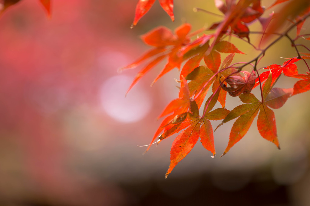 ほんのり紅く