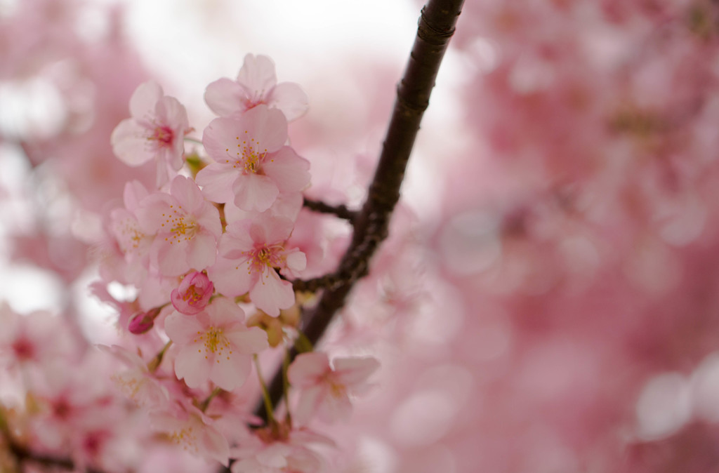 市川南の河津桜