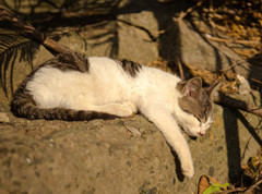 鋸山の猫ちゃん♪