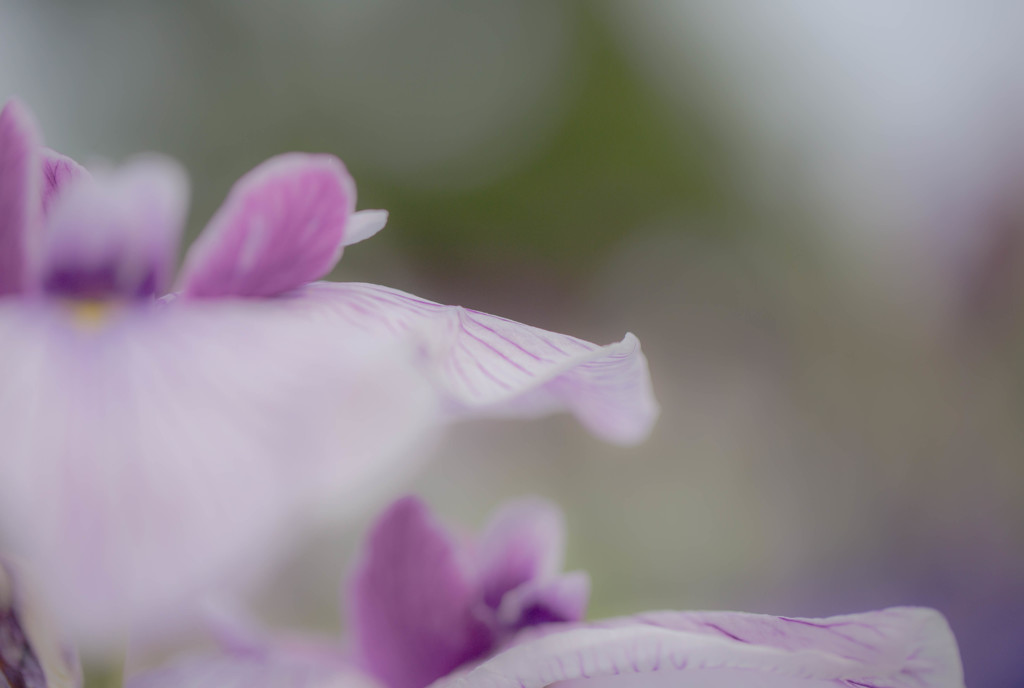 堀切菖蒲園の花菖蒲