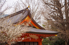 花園神社の梅