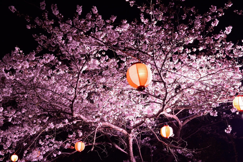 夜桜見物