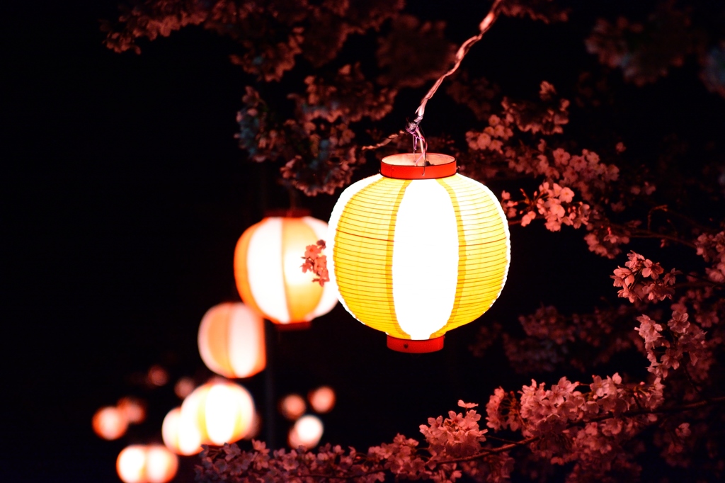 夜桜見物.2