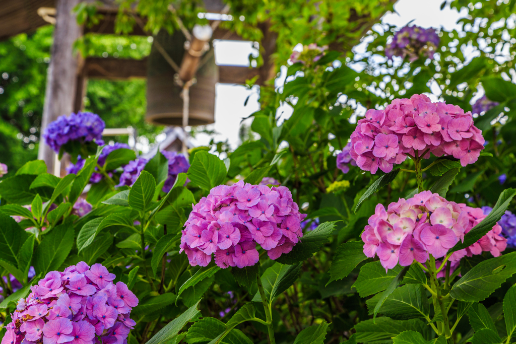 紫陽花3